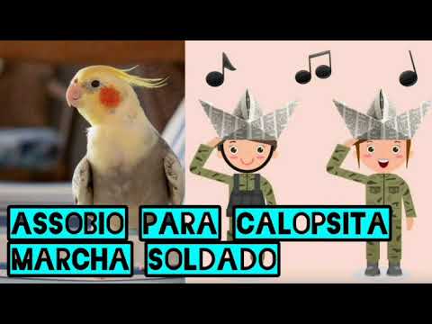 soldado - ASSOBIO PARA ENSINAR CALOPSITA CANTAR - MARCHA SOLDADO