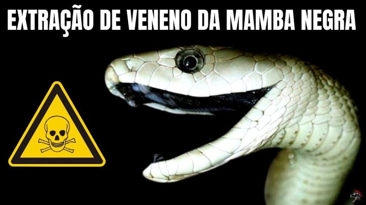 @brycebroom - Extração de veneno de Cobra Mamba negra | @BryceBroom | Biólogo Henrique o Biólogo das Cobras