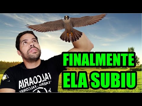 animal - Finalmente o Falcão subiu | DORIVAL LIMA - ALETO ANIMAL