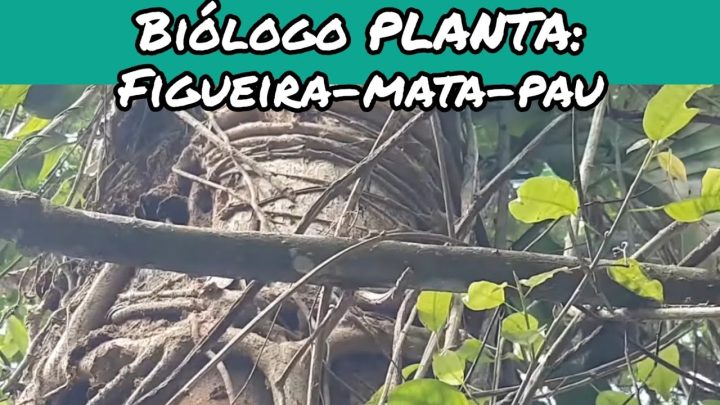 figueira - Biólogo PLANTA: Figueira