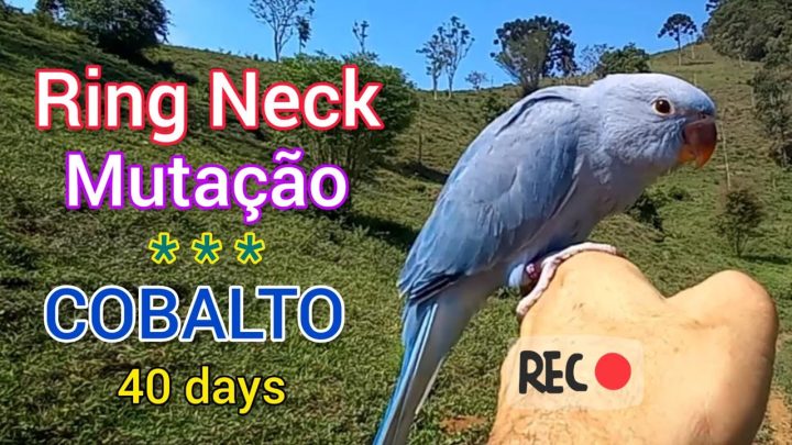 cobalt - Ring Neck Mutação Cobalto. Ringneck Cobalt Mutation