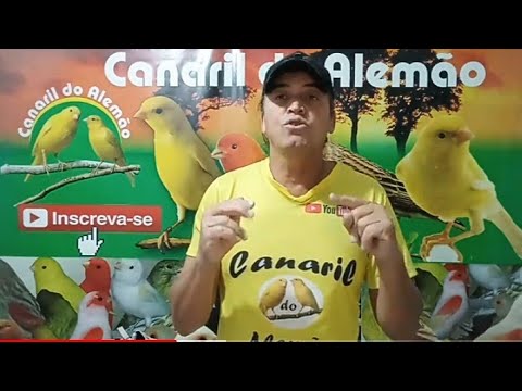 canaria - Posso colocar Banheira para a canária que está chocando??? - Canaril do Alemão