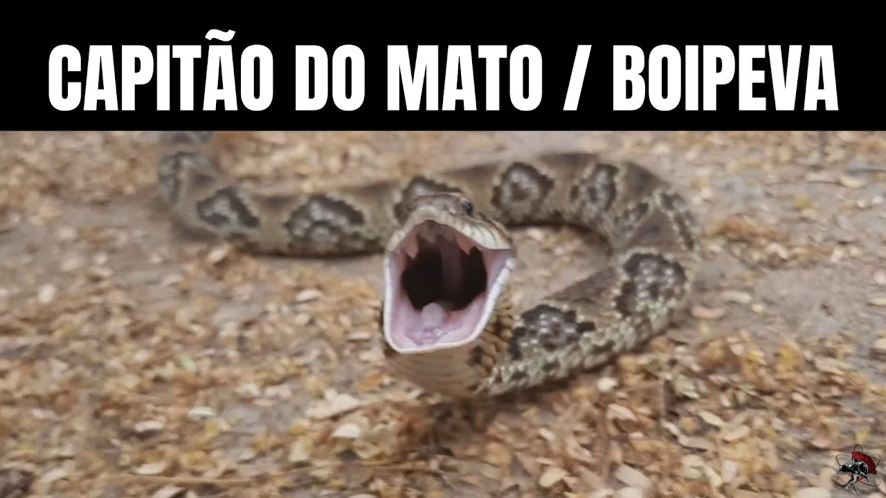 Capitão do Mato Boipeva Xenodon merremii | Biólogo Henrique o Biólogo ...