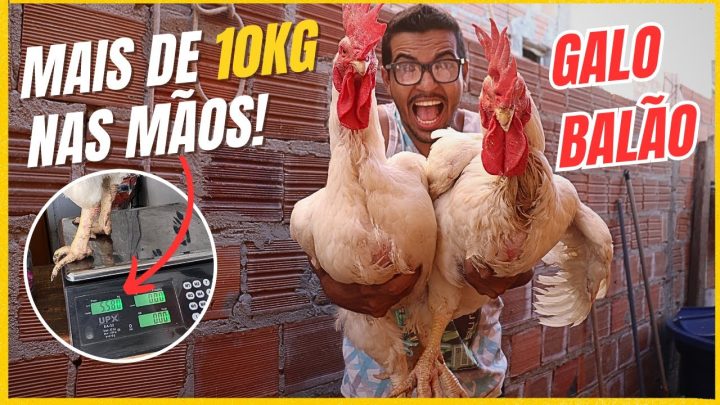 balÃo - 🐓🎈GALO BALÃO: Estou segurando MAIS DE 10KG nas MÃOS! 😱💪