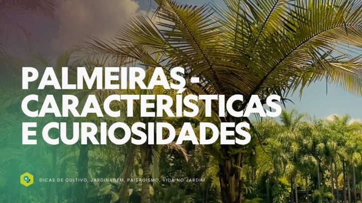 Dicas de Jardinagem - PALMEIRAS - Características e CURIOSIDADES INCRÍVEIS!