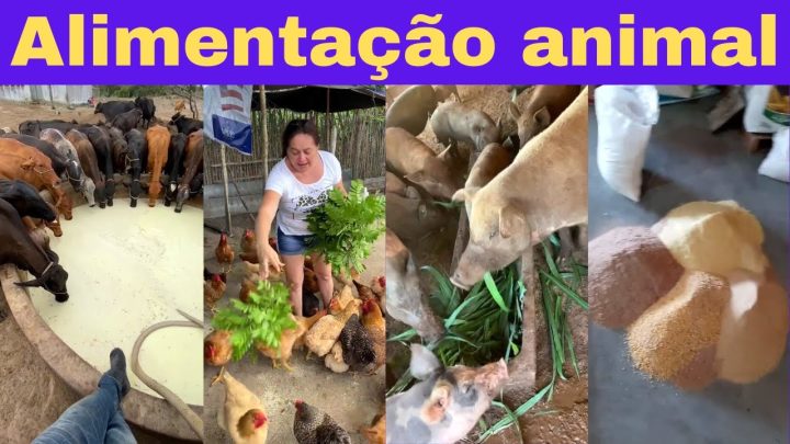 animais - DICAS e RECEITAS de RAÇÃO para os animais da roça. Gaste menos e lucre mais!