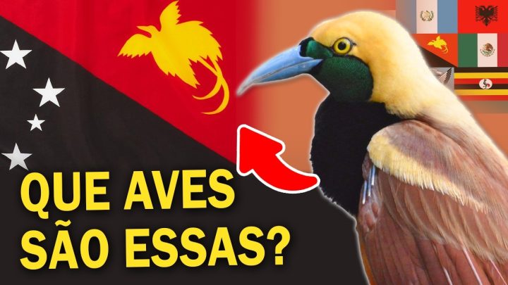 estranha? - Qual PAÍS tem a AVE MAIS ESTRANHA na BANDEIRA? | Aves nas bandeiras do mundo!