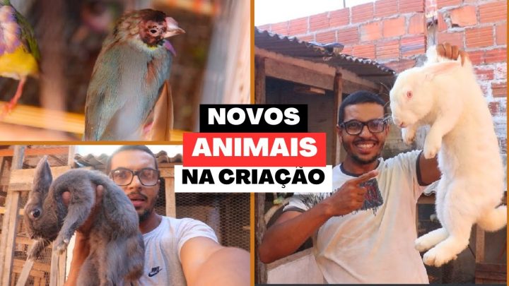 acontenceu - O MELHOR ACONTENCEU | MAIS DE 15 NOVOS ANIMAIS | VIDA CAIPIRA