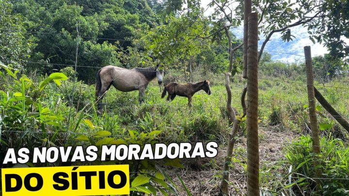 casa/plantio - PATRICINHA E NEBLINA CHEGARAM EM CASA/PLANTIO DE PÊSSEGO NO RJ?/Bora pra Roça?