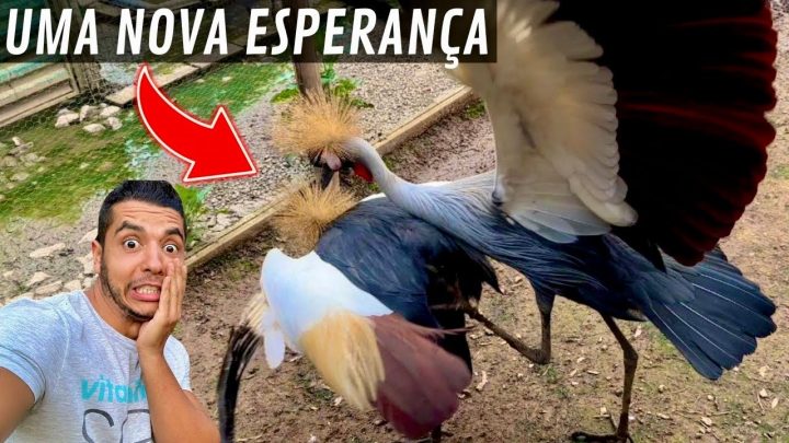 machucada? - Uma nova esperança para o Grou Coroado | Ovo Pavão | Marreca machucada | Aves Recriar