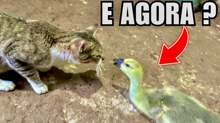 fofo - Apareceu um GATO FOFO na criação | colocando palha para o NINHO do CISNE BRANCO | Aves Recriar