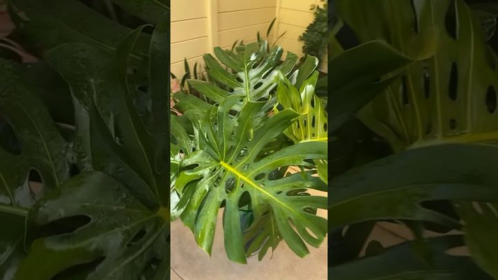 Dicas de Jardinagem - Bora fazer um ARRANJO TROPICAL