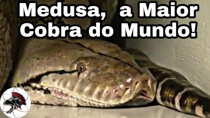 medusa, - Medusa a Maior Cobra do Mundo | Biólogo Henrique o Biólogo das Cobras