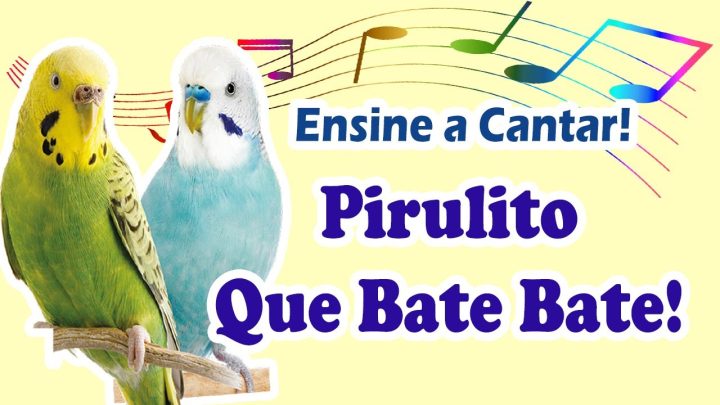 Cantos para ensinar Calopsitas - Ensine o periquito a cantar pirulito que bate bate! Treinamento de periquitos!