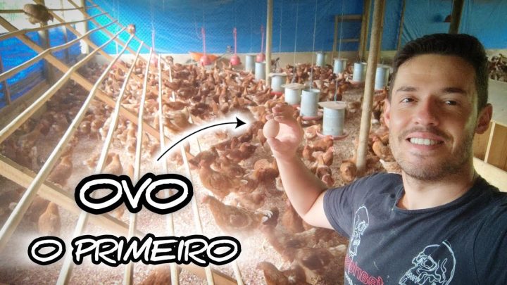 ovo? - O PRIMEIRO OVO!!! Com Menos De 4 Meses... 🙏🐓🥚