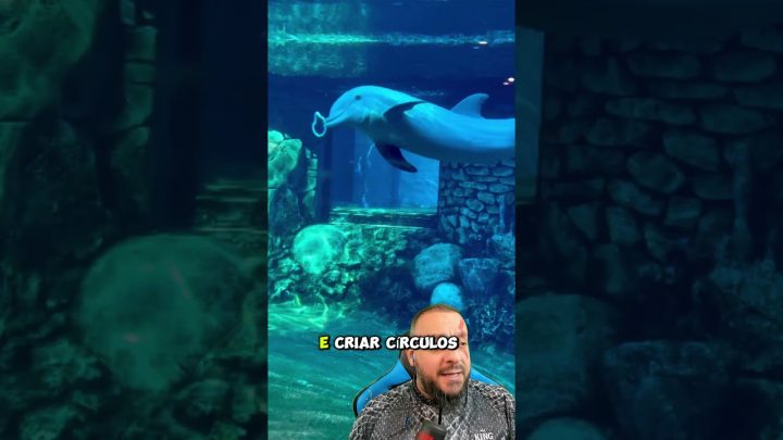 orlando - Golfinhos brincam com bolhas e círculos prateados no Sea World em Orlando