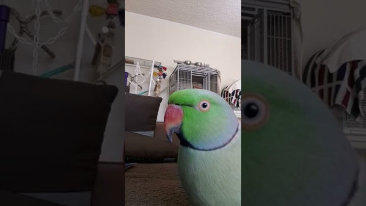 (kiwi) - Kiwi says "Hi Kiwi" to himself!