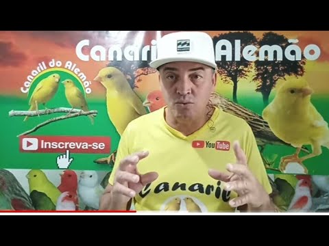 recomendado - isto não é recomendado para canário belga - Canaril do Alemão