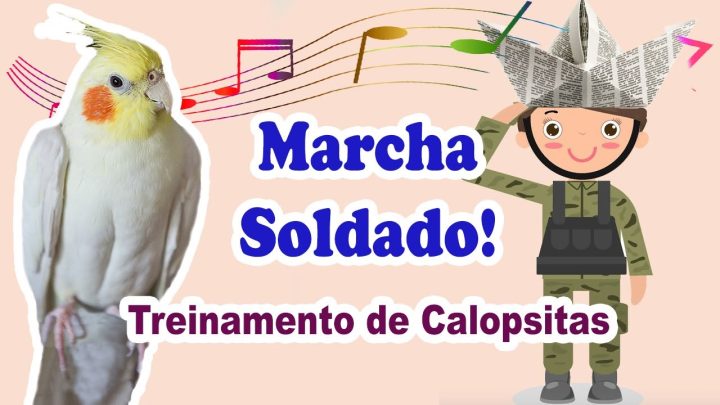 soldado - marcha soldado para treinar calopsita - canto para treinar calopsita - treinamento de calopsita