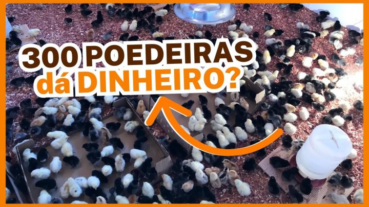 dão) - 300 POEDEIRAS dão DINHEIRO? Qual o LUCRO com 300 galinhas poedeiras