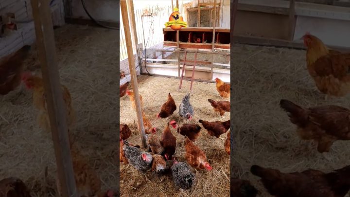 níveis - Um plantel com altos níveis de bem estar 🤠🐓🐥🐔