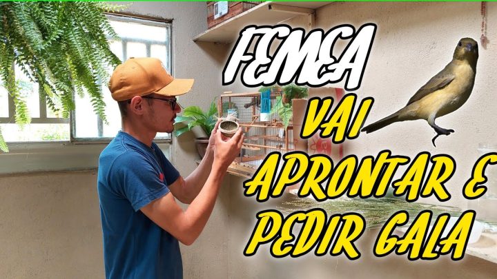 fogosa - FÉMEA FOGOSA - QUALQUER FÉMEA PEDI GALA E CRUZA PRO COLEIRO E PAPA CAPIM 😱