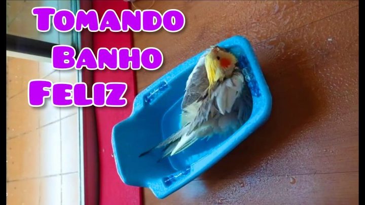 bathing - Calopsita Tomando Banho na Banheira Cockatiel Bathing