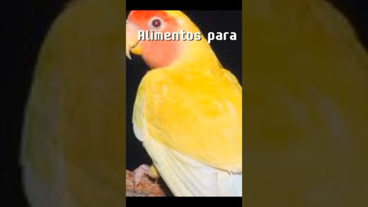 agapornis - agapornis lutino com albino #criação #avesdomesticas #parrot #birds