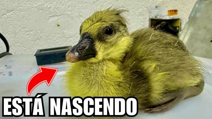 perda! - Perda | Nascimento de ave e Construção do galinheiro | Aves Recriar