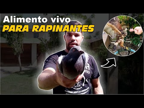 animal - Alimento vivo para falcões, gaviões, águias ou corujas | DORIVAL LIMA - ALETO ANIMAL