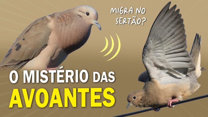 pomba! - AVOANTE ou ARRIBAÇÃ! Tudo sobre a POMBA MAIS COMUM DA ROÇA | Pomba migratória?