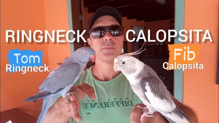 ringneck - Papagaio Ringneck com Calopsita Cantando