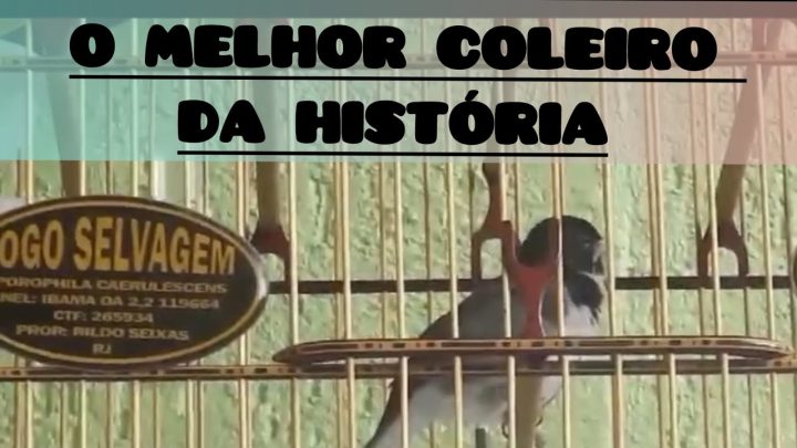 visto, - O MAIOR COLEIRO DA HISTÓRIA VISTO DE PERTINHO 🥰