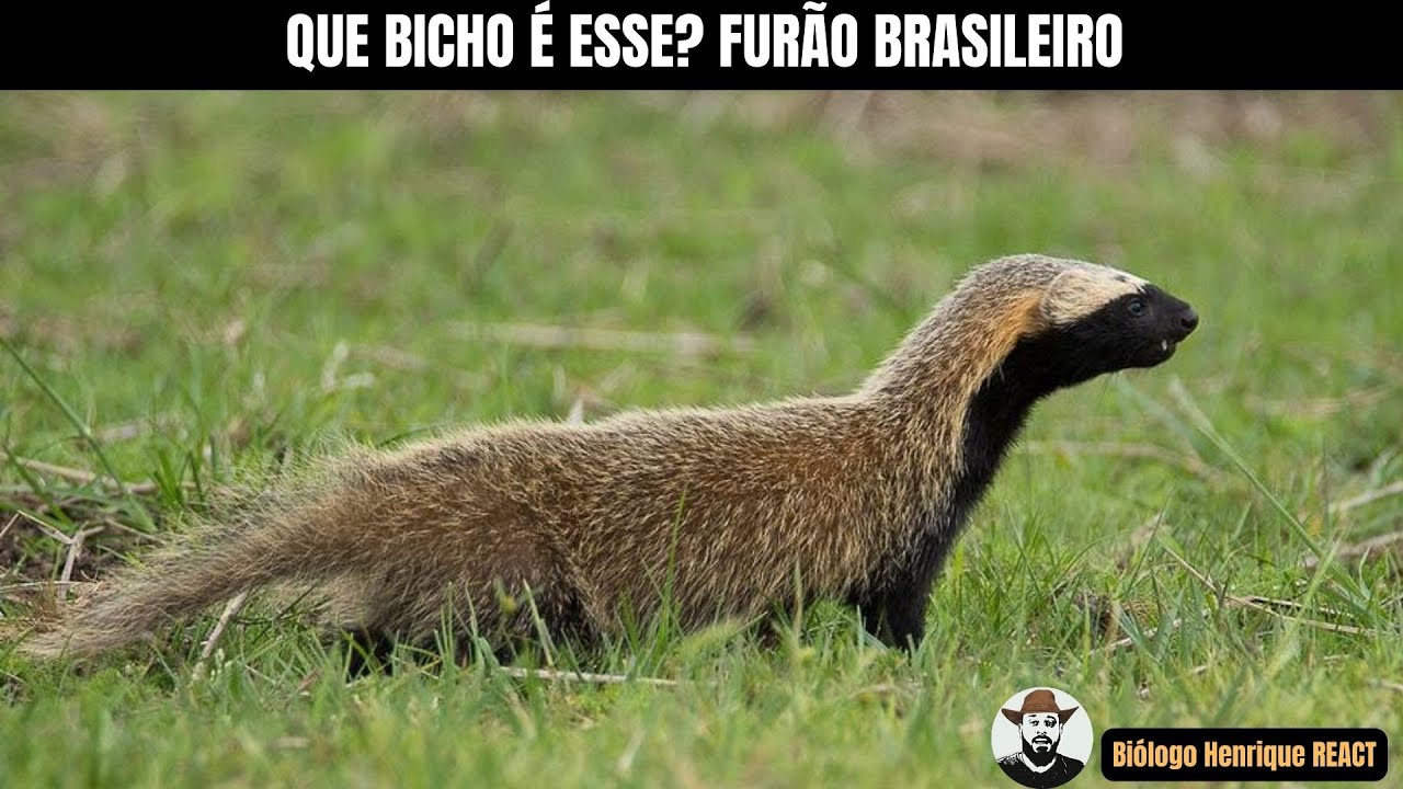 Que Bicho é Esse? #02 | Furão Brasileiro | Biólogo Henrique