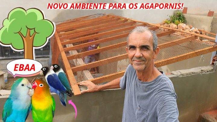 agapornis - CONSTRUINDO UM NOVO RECINTO PARA OS AGAPORNIS I OBRA NO SUPER VIVEIRO