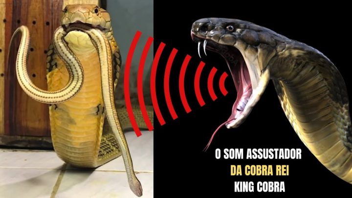 @diazborneo5898 - O som assustador da Cobra Rei | @diazborneo5898 | Biólogo Henrique