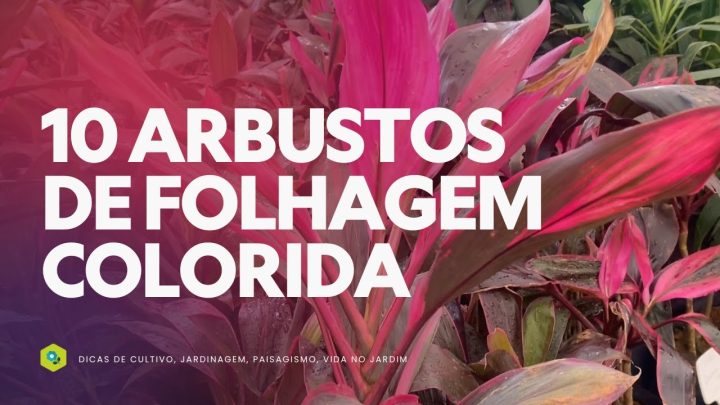 Dicas de Jardinagem - 10 ARBUSTOS DE FOLHAGEM COLORIDA