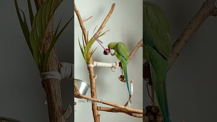 bolinha - Ringneck conversando com a bolinha