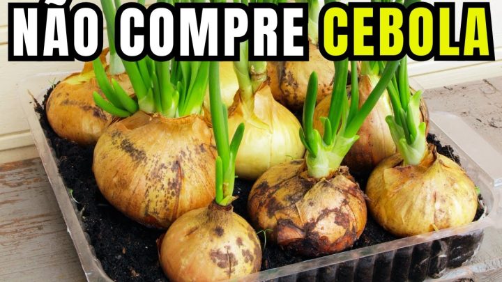 hortas - Como plantar Cebola em vaso - Melhor forma de plantar cebola em casa