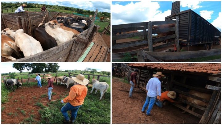 trazendo - TRAZENDO BOIS PRA COLOCAR NA ENGORDA| MAIS UM EMBARQUE PRO FRIGORÍFICO 🐂🚛 NA LIDA DA BOIADA🤠