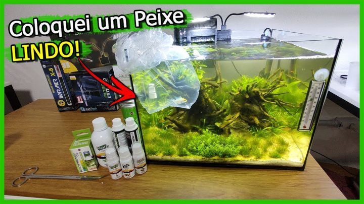 ramirezi - Coloquei um Peixe LINDO no Aquário Plantado para Iniciantes! - Ramirezi Electric Blue