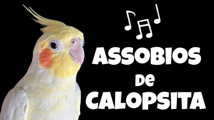 Sem categoria - ASSOBIOS de CALOPSITAS: Melodias para Ensinar e Alegrar sua Ave! 🦜🎶🎵