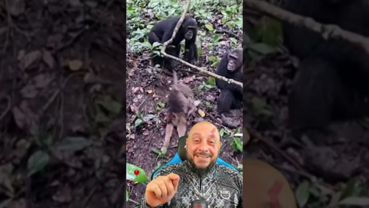 chocam - Chimpanzés chocam a internet, mas essa é a história natural destes primatas e do ser humano