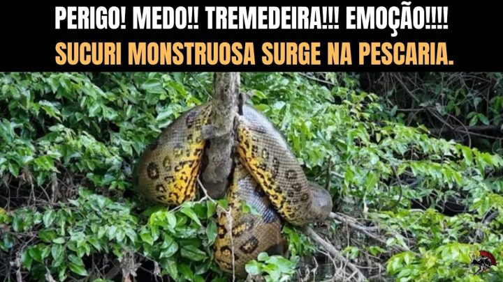 tremedeira - PERIGO! MEDO! TREMEDEIRA! EMOÇÃO! SUCURI MONSTRUOSA PESCARIA. @fabio_baca @EduardoCosta