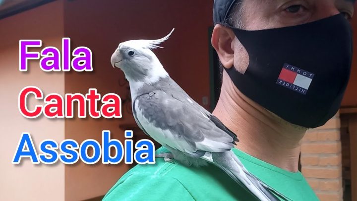 speaks - Calopsita Canta Fala e Assobia na Orelha Cockatiel Sings Speaks