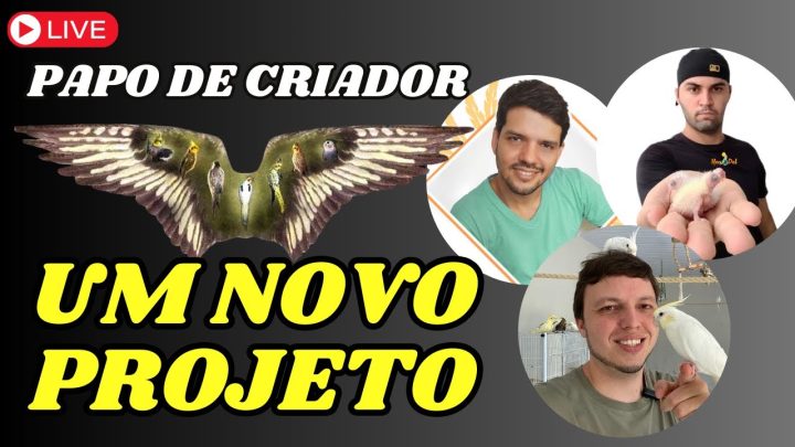 Cantos para ensinar Calopsitas - PAPO DE CRIADRO - UM NOVO PROJETO A VISTA