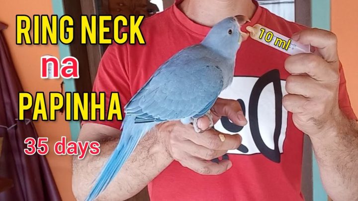 powered - Filhote de Ring Neck Cobalto na Papinha. Ringneck Powered