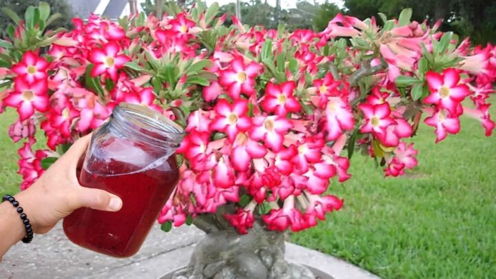 magnÍfico - Magnífico!! Só 1 copo faz florir em pouco tempo (qualquer planta)