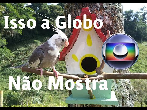 adestrada - Calopsita Adestrada Isso a Globo não Mostra. Cockatiel Playing