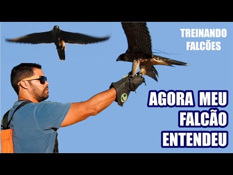 animal - O Falcão entendeu o que eu quero! | DORIVAL LIMA - ALETO ANIMAL